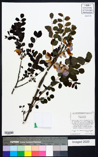 Robinia hispida image