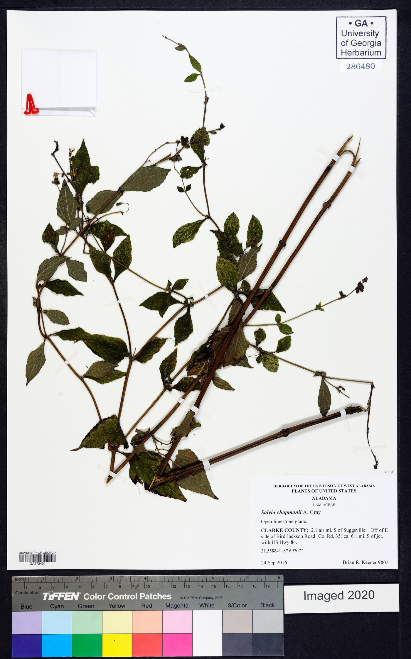 Salvia chapmanii image