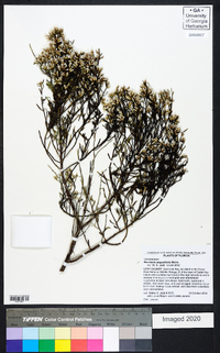 Baccharis angustifolia image