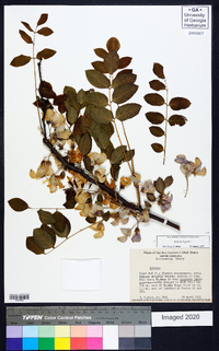 Robinia hispida image