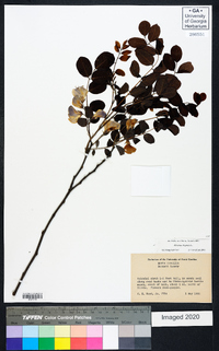 Robinia hispida image