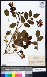 Robinia hispida image