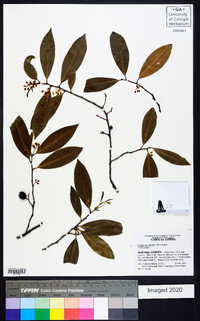 Prunus caroliniana image