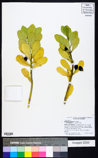 Scaevola plumieri image