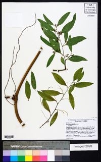 Smilax smallii image