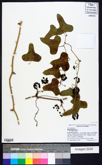 Smilax bona-nox image