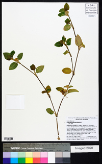 Commelina benghalensis image