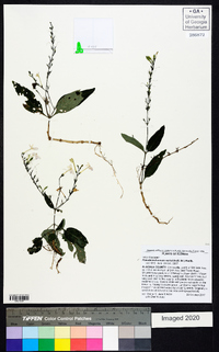 Pseuderanthemum variabile image