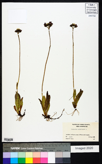 Hieracium aurantiacum image