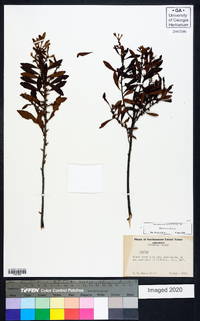 Myrica cerifera image