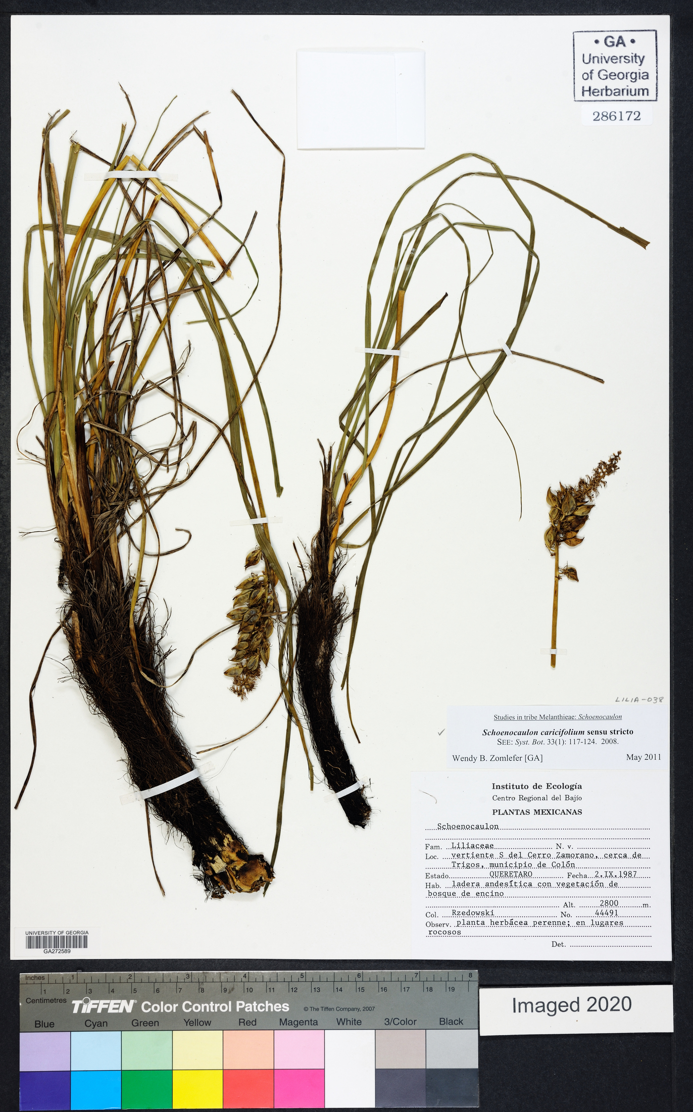 Schoenocaulon caricifolium image