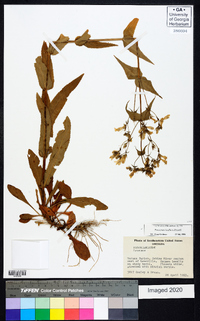 Penstemon laxiflorus image