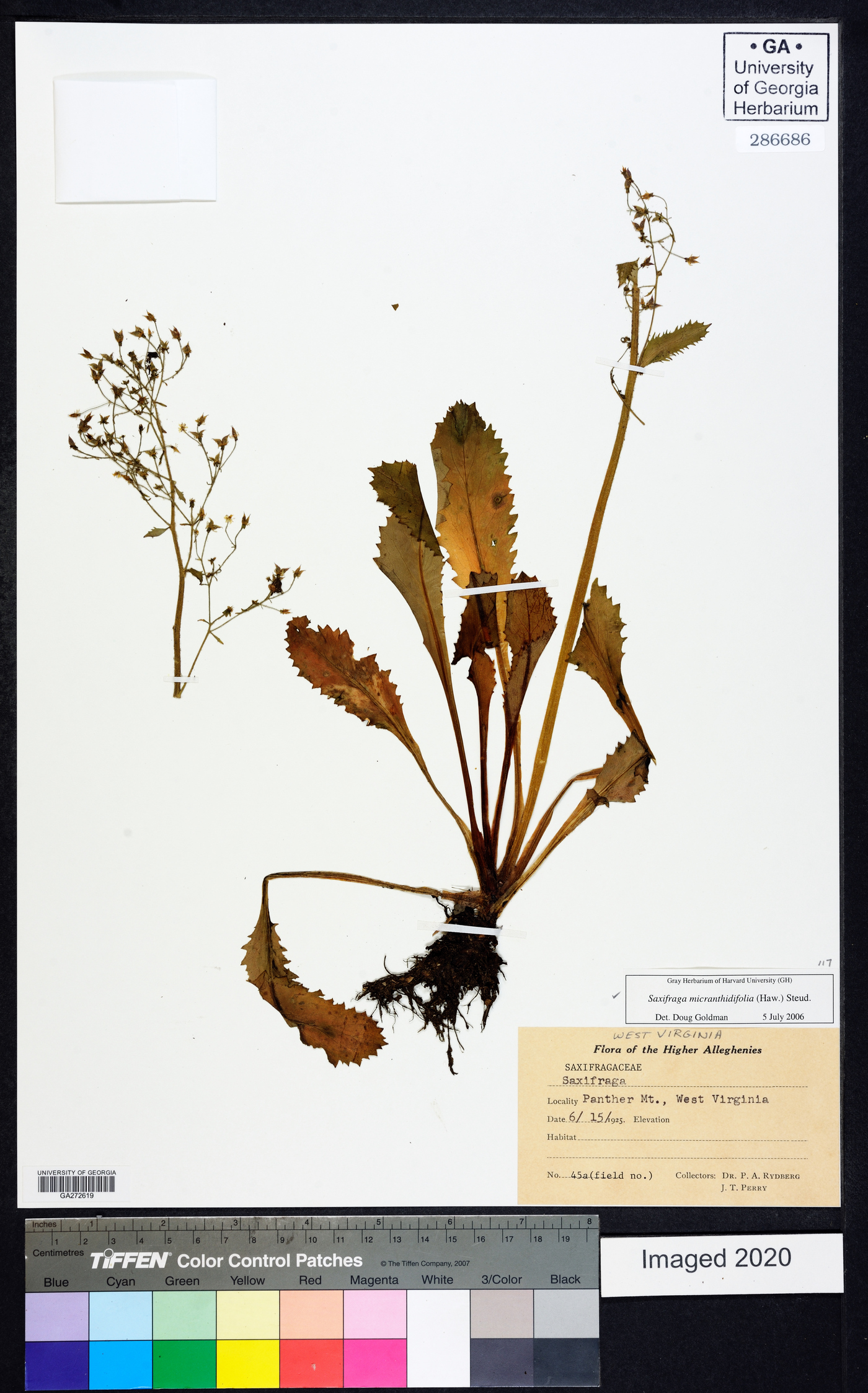 Saxifraga micranthidifolia image