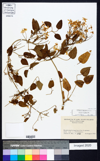 Clematis terniflora image