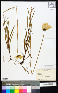 Helianthus angustifolius image