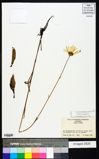 Helianthus angustifolius image