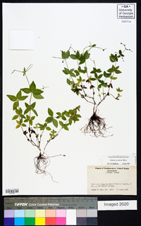 Galium circaezans image