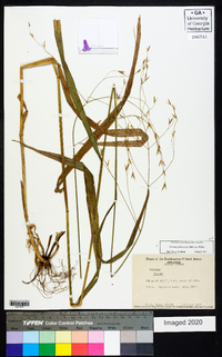 Bromus pubescens image