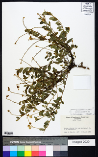 Crotalaria rotundifolia image