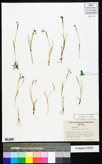 Sisyrinchium langloisii image