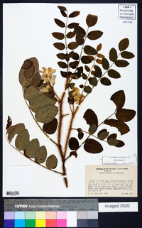 Robinia hispida image