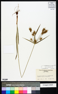 Cyperus retrofractus image