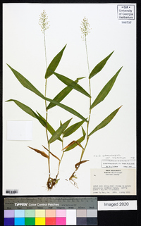 Dichanthelium polyanthes image