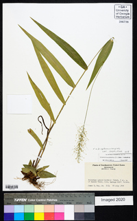 Dichanthelium polyanthes image