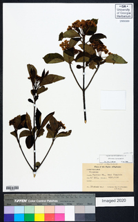 Viburnum cassinoides image