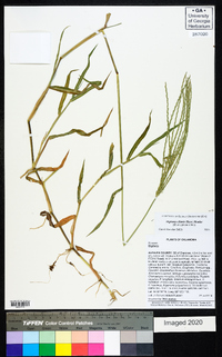 Digitaria ciliaris image