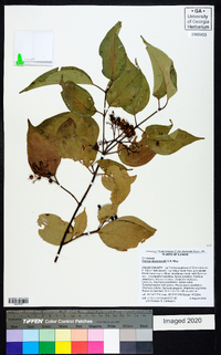 Cornus drummondii image