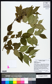 Lonicera maackii image