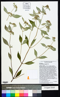 Pycnanthemum loomisii image