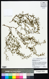 Chaenorhinum minus image