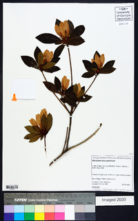 Rhododendron pulchrum image