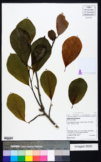 Magnolia heptapeta image