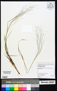 Digitaria cognata image