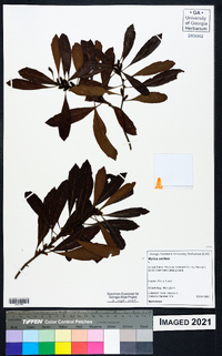 Myrica cerifera image