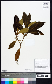 Osmanthus americanus image