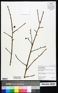 Ilex amelanchier image