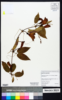 Bignonia capreolata image