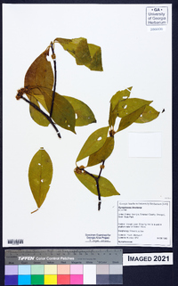 Symplocos tinctoria image