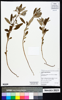 Croton argyranthemus image