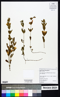 Dyschoriste oblongifolia image