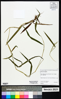 Panicum repens image