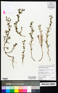 Polypremum procumbens image