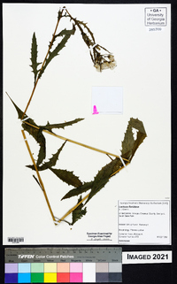 Lactuca floridana image