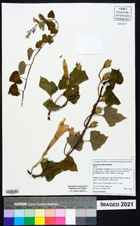 Ipomoea macrorhiza image