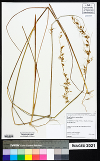 Sorghastrum secundum image