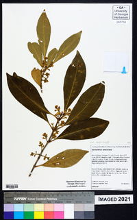 Osmanthus americanus image